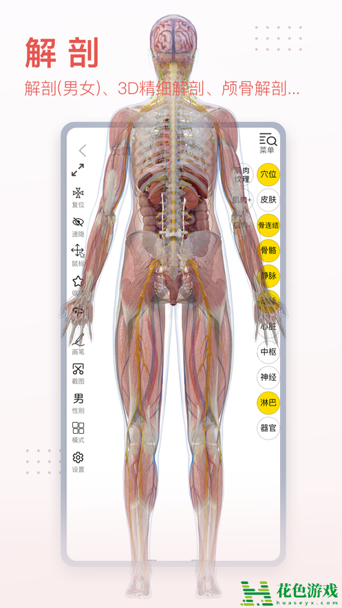 3dbody解剖图